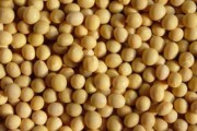 如何科學應對大豆相關期貨問題？大豆長勢對期貨有何關聯？