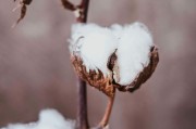 如何理解期權(quán)反向比率價(jià)差策略？該策略有何應(yīng)用要點(diǎn)？