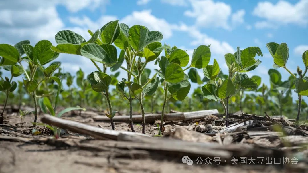 29日凌晨新鮮出爐：2024美國大豆種植面積和季度庫存報告