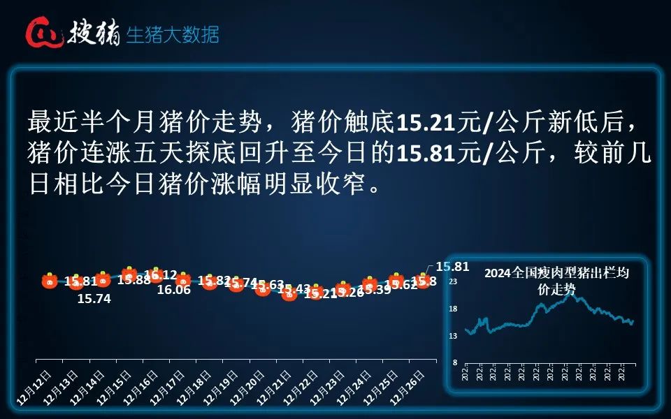 生豬現貨日報|全國均價15.81元/公斤 連漲后養殖端賣豬情緒增強 屠企收豬壓力緩解